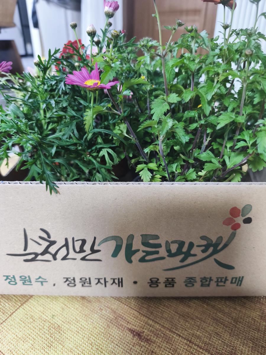 순천만가든마켓 봄꽃: 집 마당을 화사하게 꾸며줄 든든한 새 식구들 (New reliable plant family members to brighten up the yard)