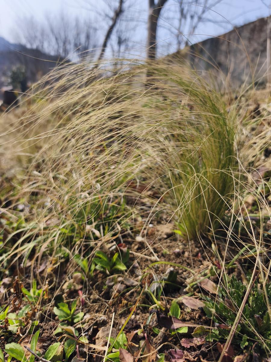 한국 남부지방 겨울 식물: 바람에 머리카락을 휘날리는 듯한 자태의 털수염풀 (Mexican Feathergrass swaying like hair in the wind)