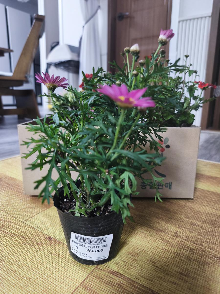 순천만가든마켓 봄꽃: 가성비 좋은 4,000원짜리 목마가렛 포트분 (Cost-effective 4,000 won Marguerite Daisy pot)
