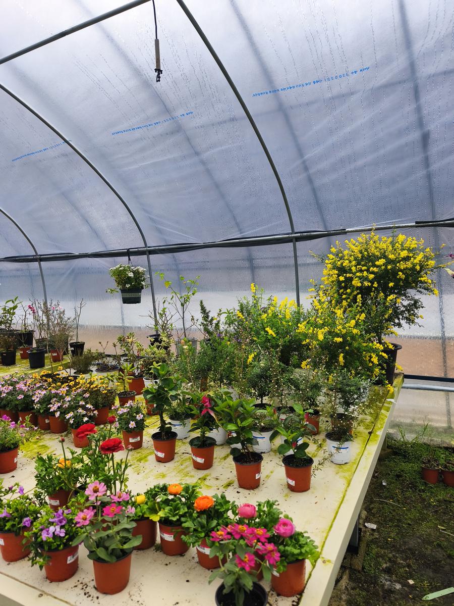 광양 성황스포츠센터 탁구장: 애니시다와 다채로운 야생화들이 모여있는 매대 (A display full of Enishida and colorful wildflowers)