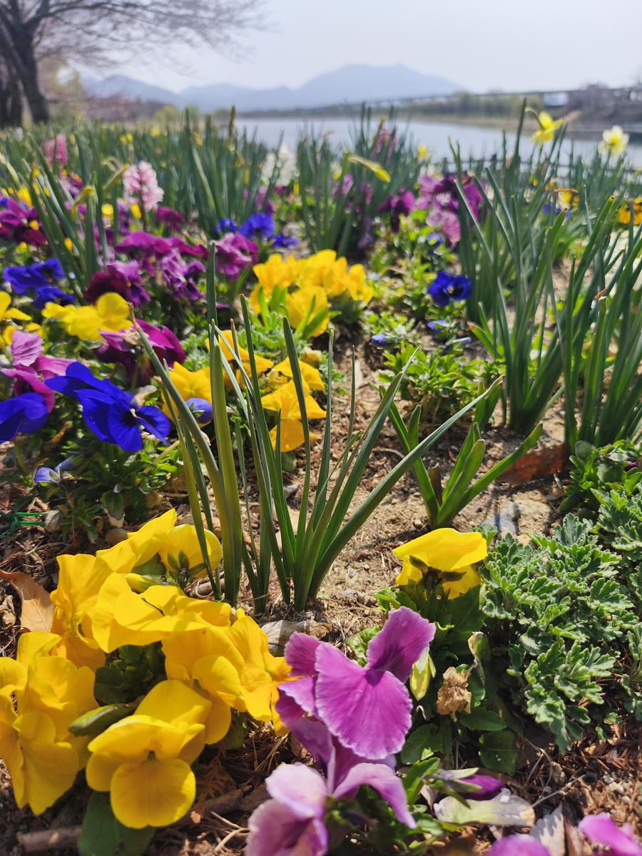 순천만정원 튤립: 가장 마음에 드는 사진: 파란, 노란, 분홍 꽃과 수선화 잎의 조화 (My favorite photo: Harmony of blue, yellow, pink flowers and daffodil leaves)