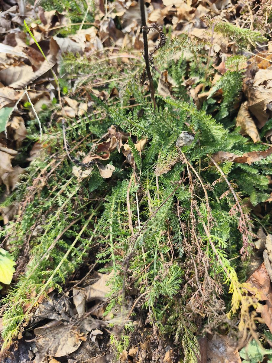 한국 남부지방 겨울 식물: 장마와 겨울을 견디고 예쁜 꽃을 피우는 서양톱풀 (Yarrow, enduring monsoons and winters to bloom beautifully)