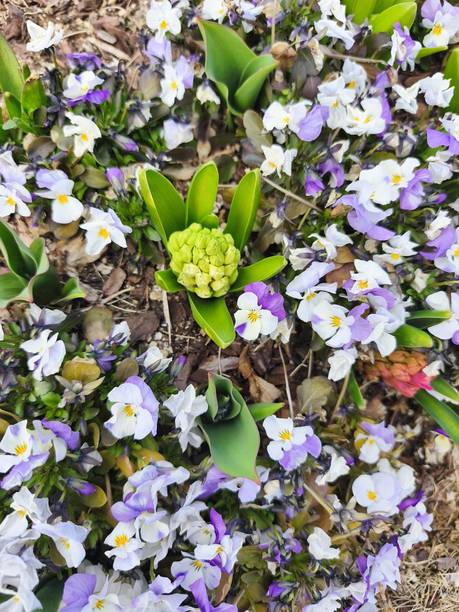 순천만국가정원 봄꽃: 봄의 시작을 알리는 다채로운 히아신스와 비올라 (Colorful Hyacinth and Viola welcoming spring)