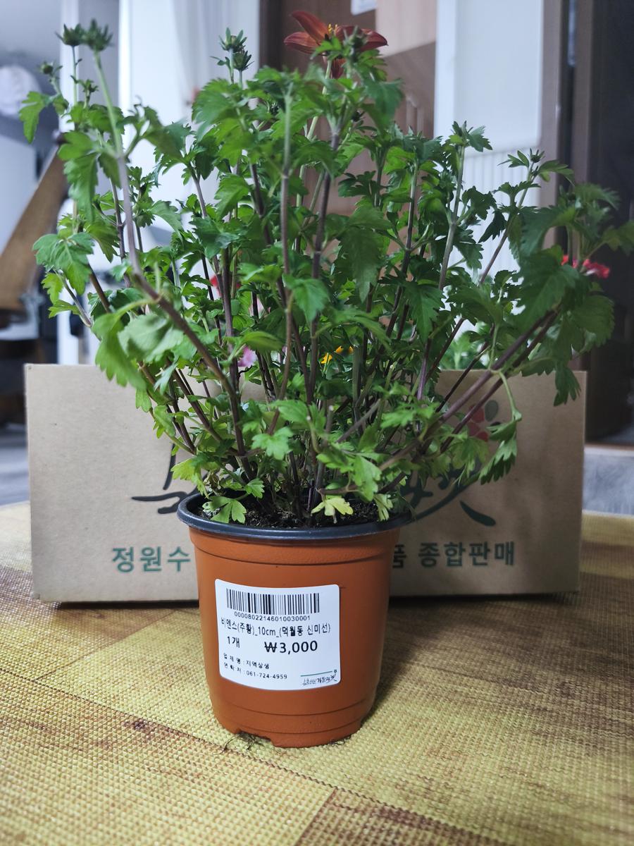순천만가든마켓 봄꽃: 노지 월동이 가능한 생명력 갑 비덴스 가격표 (Price tag for Bidens, known for strong vitality and overwintering)
