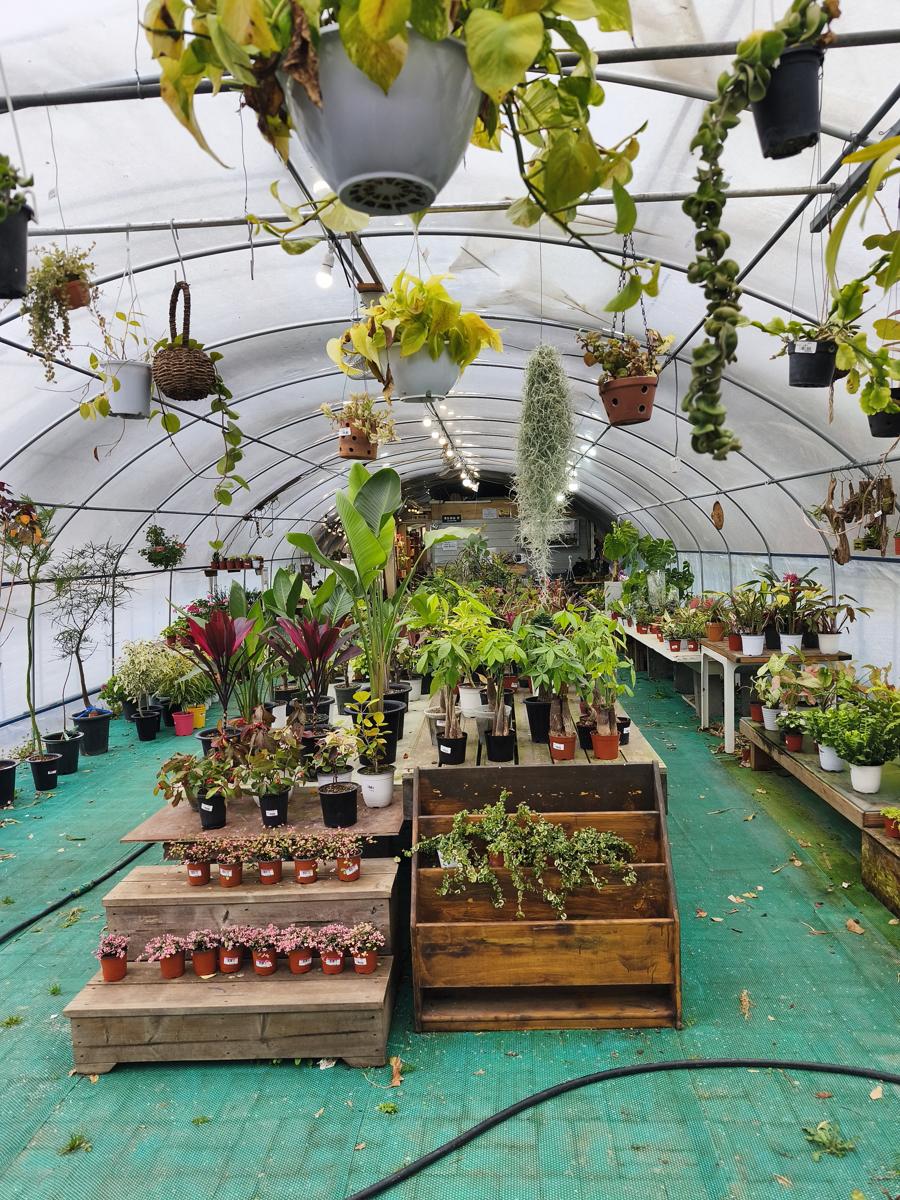 광양 성황스포츠센터 탁구장: 천장을 가득 채운 초록빛 행잉 식물들 (Green hanging plants filling the ceiling)