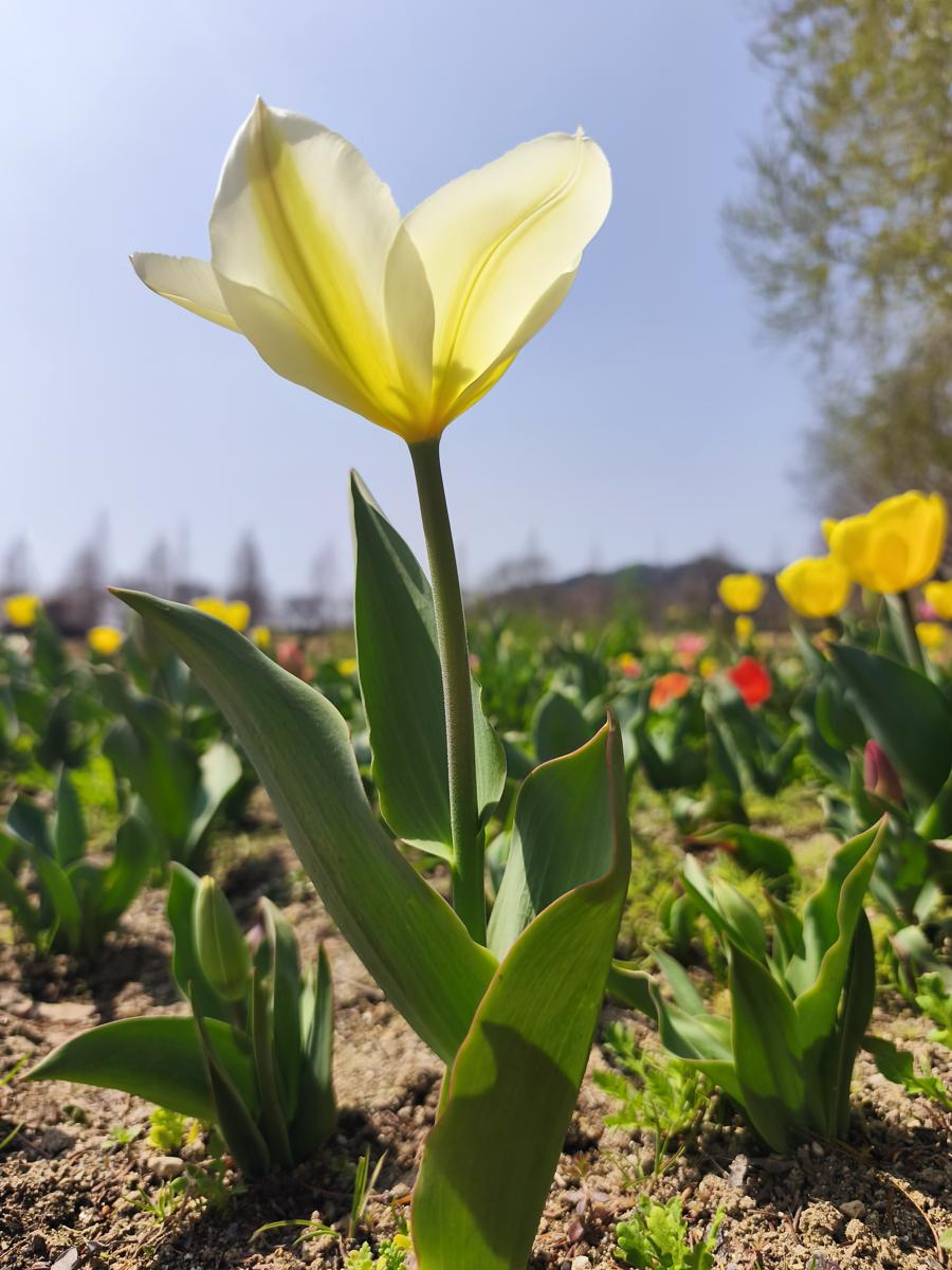 순천만정원 튤립: 위에서 내려다보며 한 송이를 강조해 찍은 순백의 튤립 (Pure white tulip emphasized by shooting from a high angle)