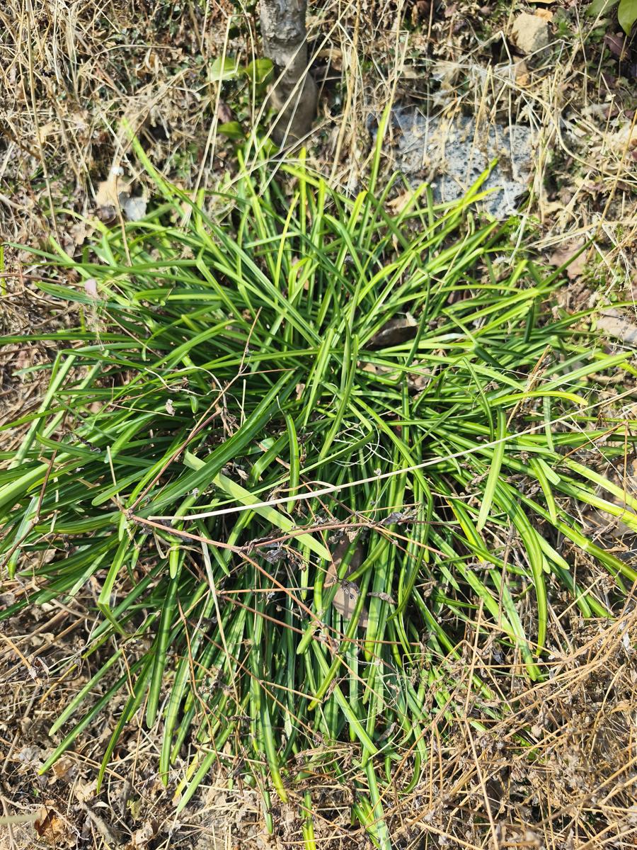 한국 남부지방 겨울 식물: 가을에 붉은 꽃을 피우기 위해 몸집을 키우고 있는 석산 (Red Spider Lily growing leaves before its autumn bloom)