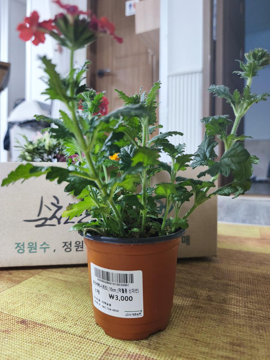 순천만가든마켓 봄꽃: 옆으로 풍성하게 퍼지며 자라는 버베나 화분 (Verbena pot that spreads abundantly sideways)