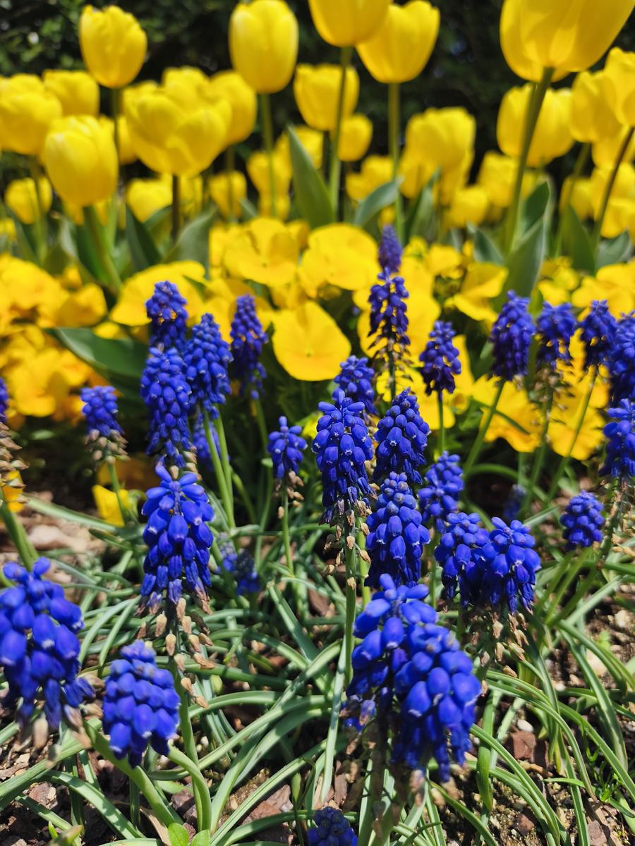 순천만정원 튤립: 쨍한 보랏빛 무스카리와 노란 비올라, 튤립의 완벽한 색감 (Perfect colors of vivid purple Muscari, yellow Viola, and tulips)