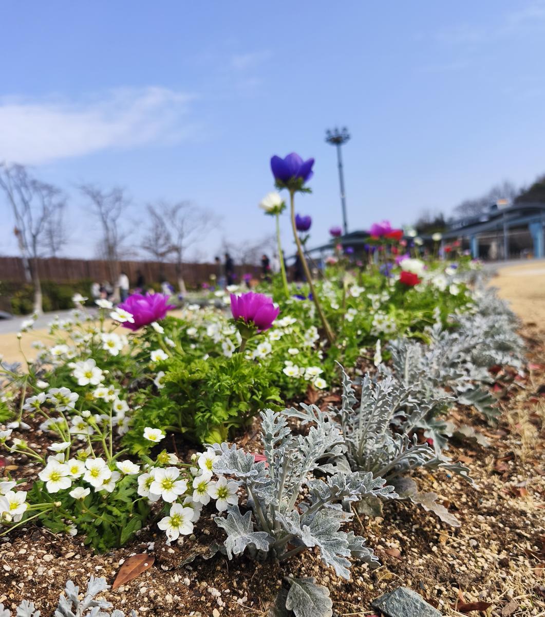 순천만국가정원 봄꽃: 화려한 색감으로 시선을 사로잡는 정원의 꽃들 (Gorgeous garden flowers catching the eye with vivid colors)