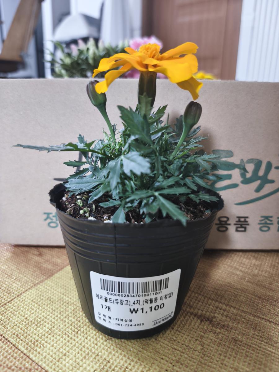 순천만가든마켓 봄꽃: 화사한 주황빛의 메리골드 듀랑고 (Bright orange Marigold Durango)