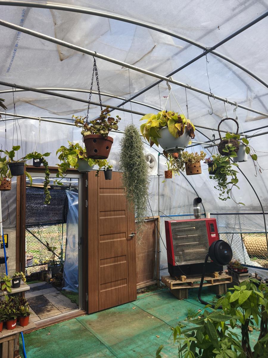 광양 성황스포츠센터 탁구장: 추위를 견디고 저렴하게 판매 중인 행잉 식물 (Hanging plants enduring the cold, sold at low prices)