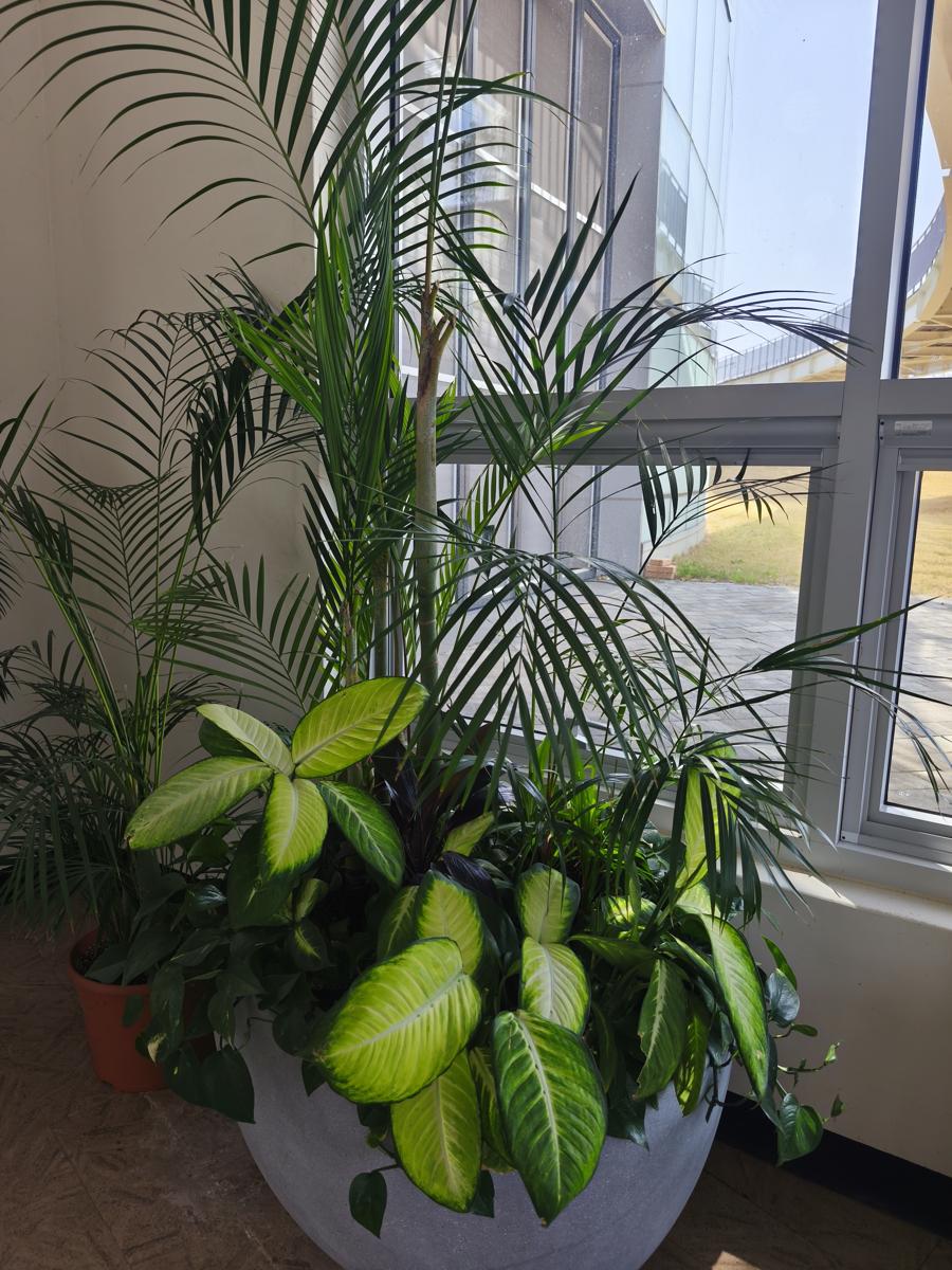 순천만정원 튤립: 유리온실 앞 멋스러운 대형 마리안느 화분 조경 (Stylish large Marianne landscaping pot in front of the glass greenhouse)