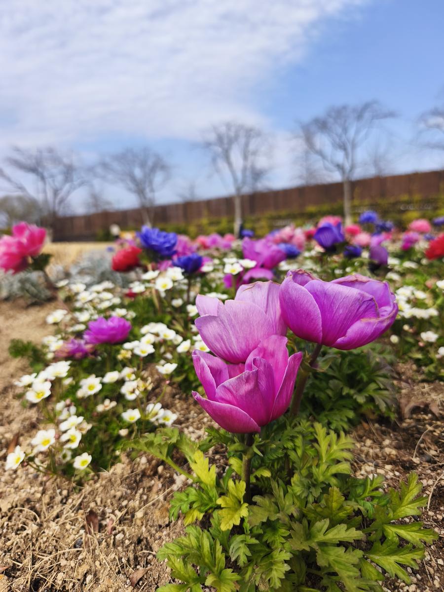 순천만국가정원 봄꽃: 수채화 같은 몽환적인 색감의 아네모네 (Anemone with dreamy, watercolor-like colors)