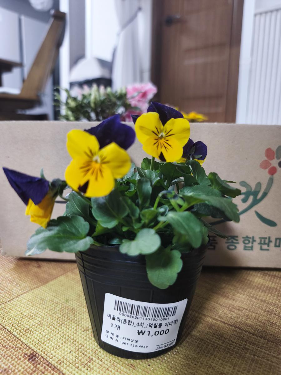 순천만가든마켓 봄꽃: 천 원의 행복, 노랑과 보라가 섞인 앙증맞은 비올라 (A 1,000-won joy, cute Viola with mixed yellow and purple)