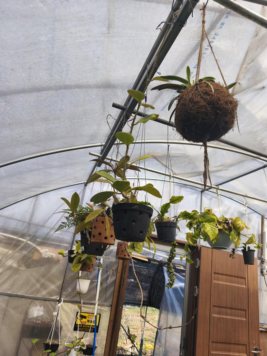 광양 성황스포츠센터 탁구장: 다양한 형태로 걸려있는 매력적인 식물들 (Attractive plants hung in various forms)