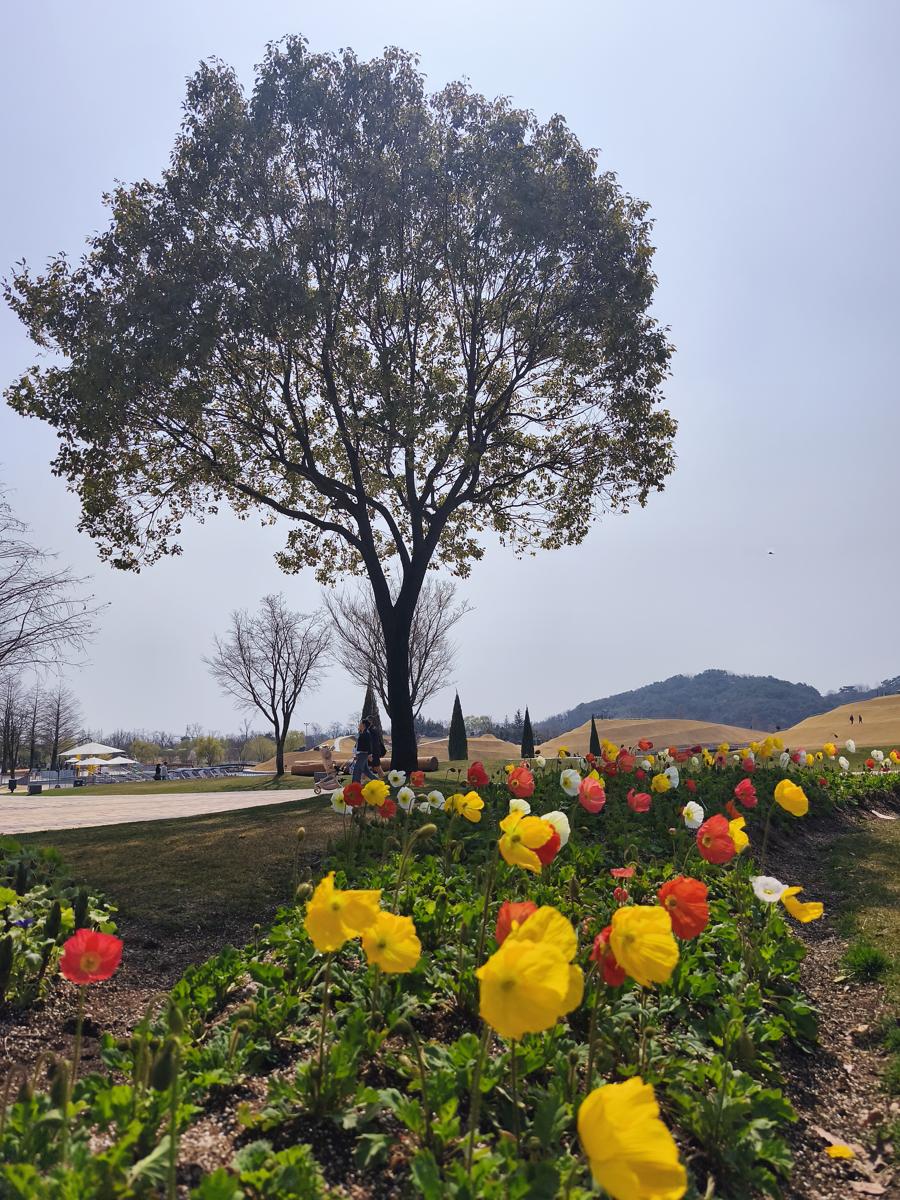 순천만정원 튤립: 알록달록한 양귀비꽃과 커다란 나무가 어우러진 평화로운 풍경 (Peaceful scenery harmonizing colorful poppies and a large tree)