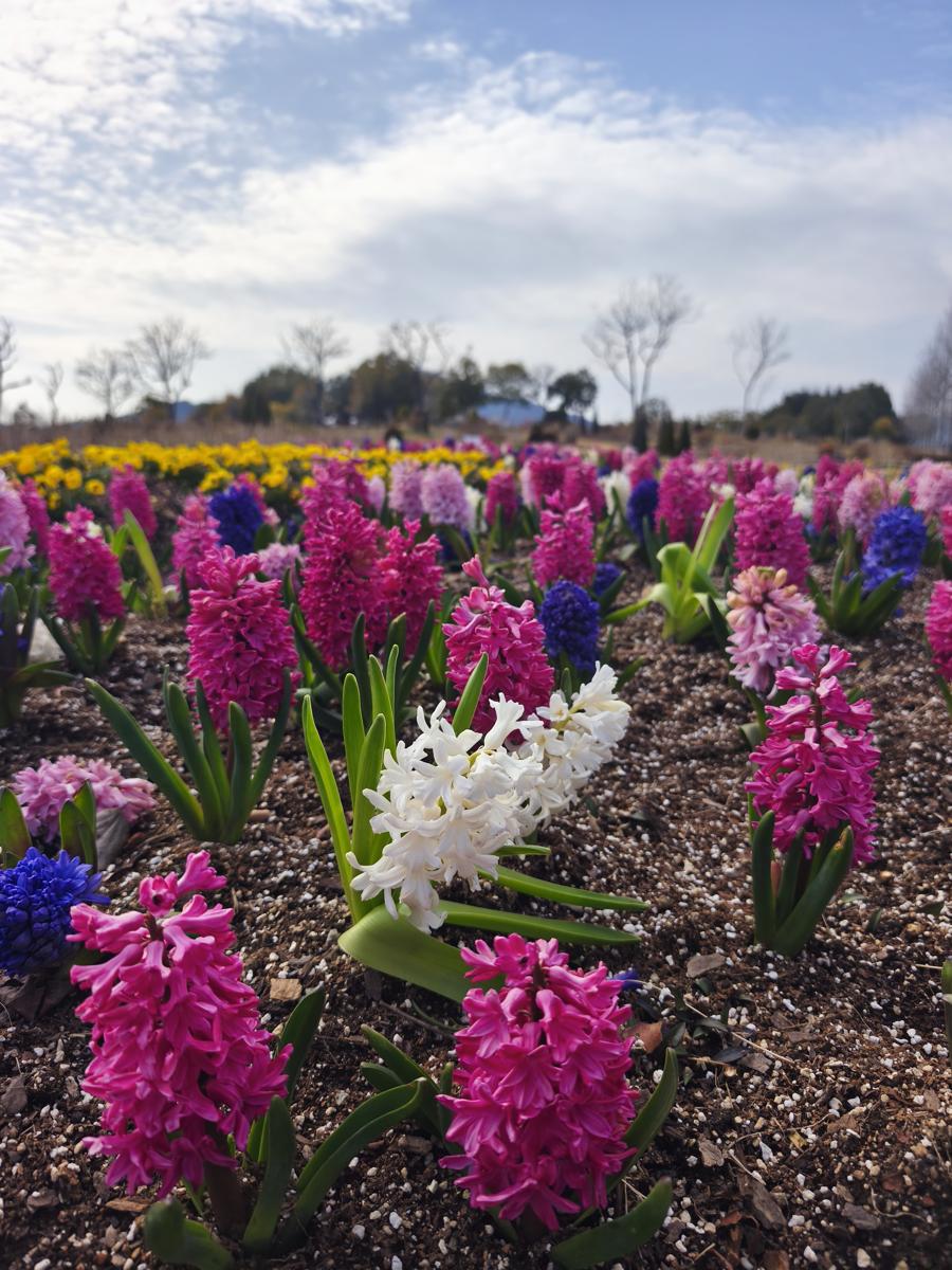 순천만국가정원 봄꽃: 화사한 봄 에너지를 전달하는 다채로운 꽃망울 (Colorful flower buds delivering bright spring energy)