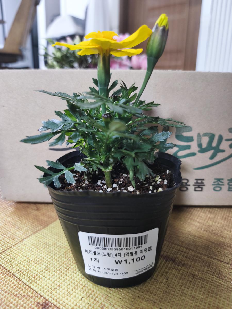 순천만가든마켓 봄꽃: 번식력 최고인 노란색 메리골드 화분 (Yellow Marigold pot with the best propagation ability)