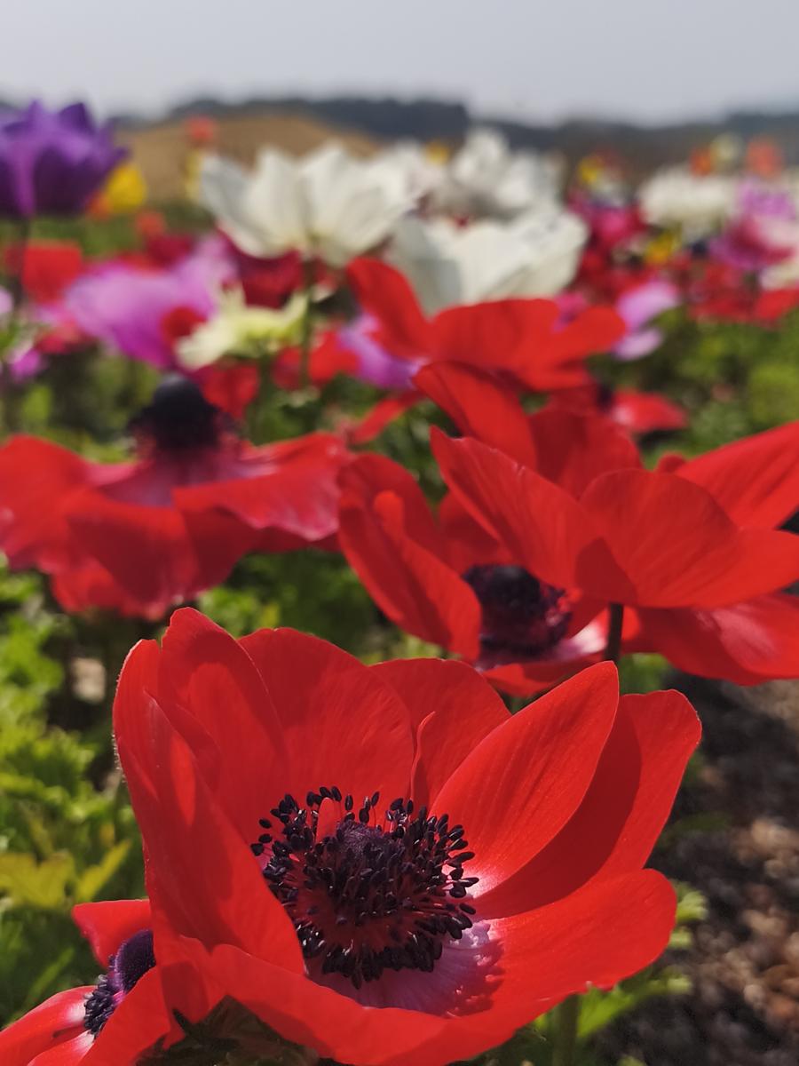 순천만정원 튤립: 강렬한 붉은 아네모네가 돋보이는 두 번째 최애 사진 (My 2nd favorite photo highlighting an intense red Anemone)