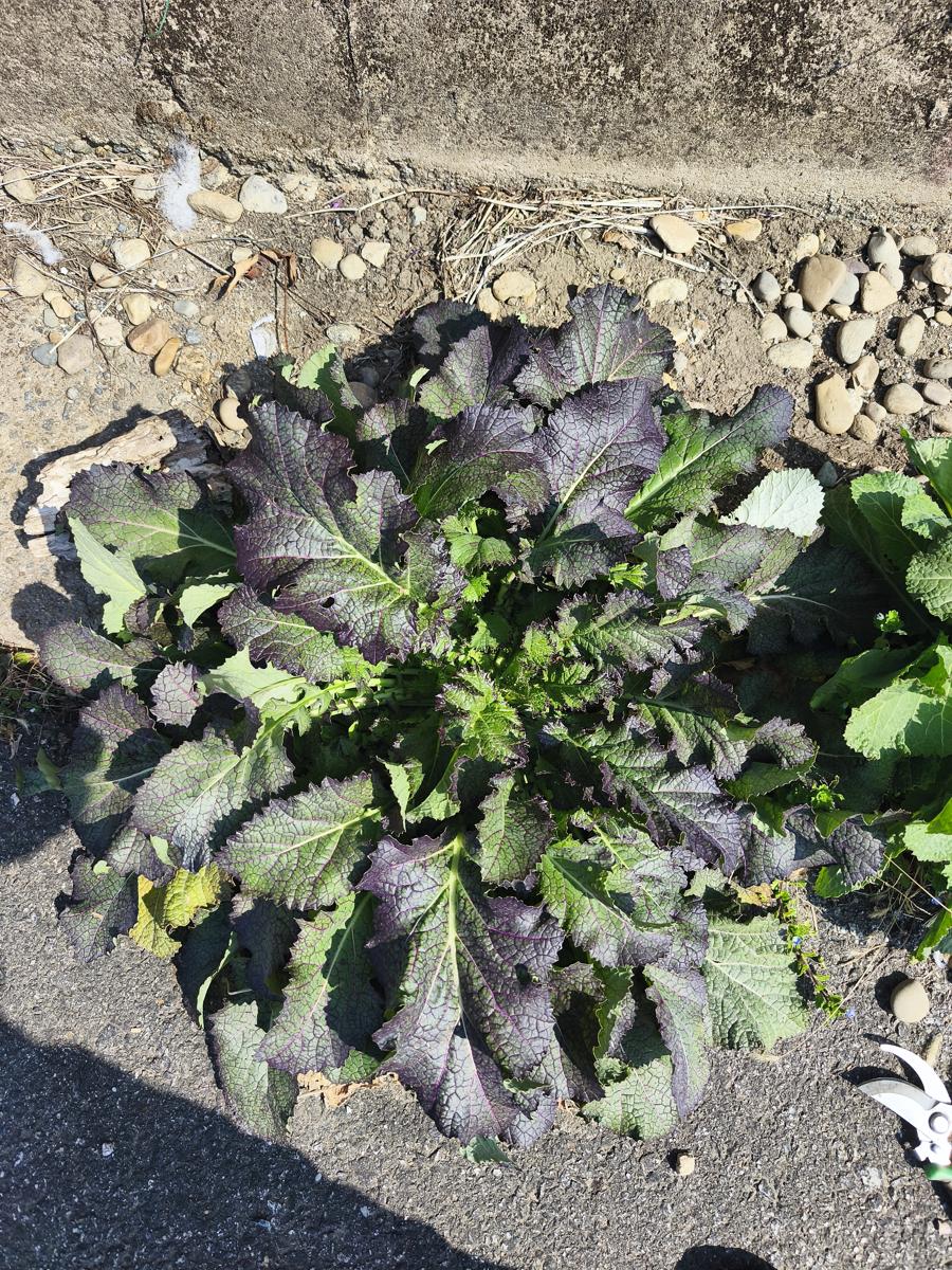 한국 남부지방 봄 야생화: 집 앞 도로변에서 자라나 배추만큼 커진 한국의 갓 (Korean mustard greens grown as big as cabbages by the road)