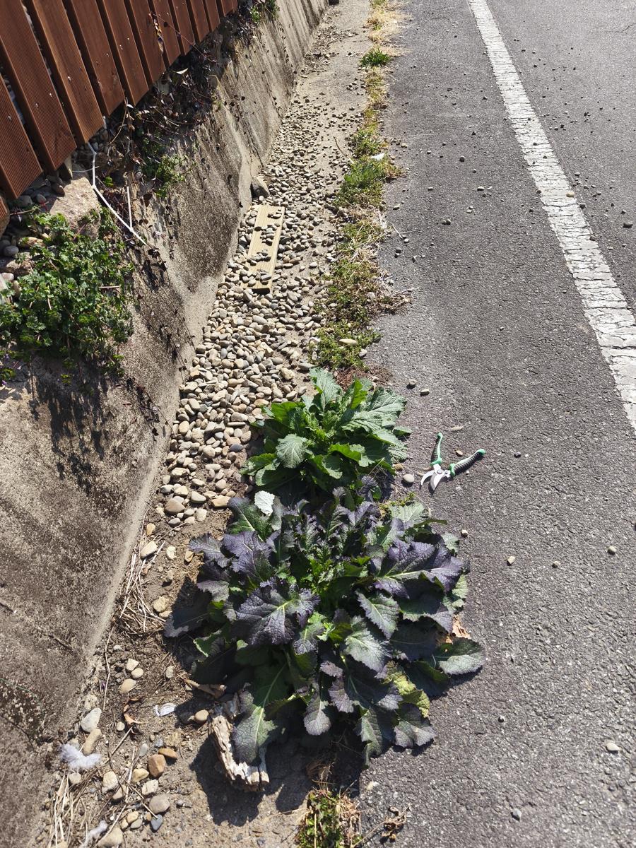 한국 남부지방 봄 야생화: 한국 남부지방 특산물인 갓김치의 주재료가 되는 갓 (The main ingredient for the famous regional Gat-kimchi)