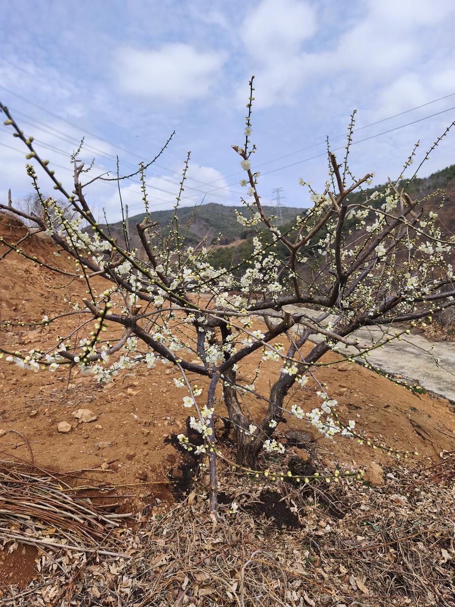 옥곡 국사봉랜드 산책 그리고 간식리뷰: 광양에 활짝 핀 봄 매화꽃 (Blooming spring plum blossoms in Gwangyang)