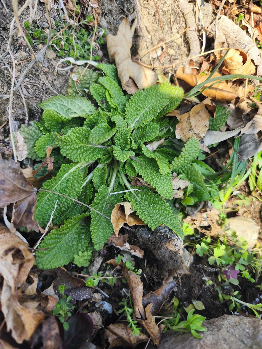 한국 남부지방 봄 야생화: 식물 판별 어플이 '레몬밤'이라고 알려준 새싹 (Sprouts identified as Lemon Balm by an app)