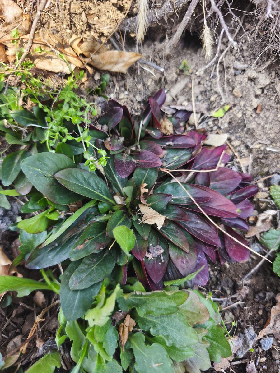 한국 남부지방 봄 야생화: 밤에 달을 맞이하듯 피어나는 겹달맞이꽃 (Double Evening Primrose blooming to greet the moon)