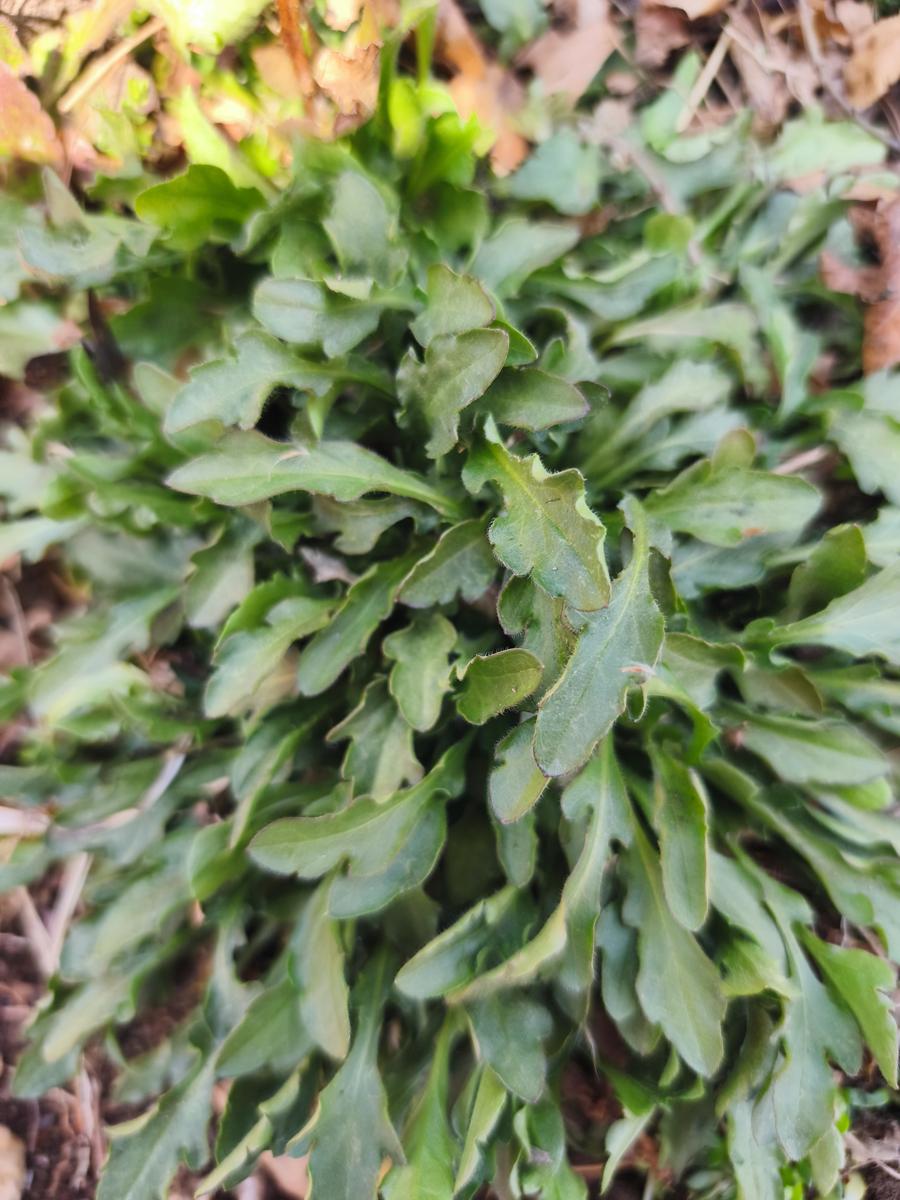 한국 남부지방 봄 야생화: 한국 어디서나 흔하게 볼 수 있는 강인한 생명력의 망초 (Daisy Fleabane, a common but tenacious wildflower in Korea)
