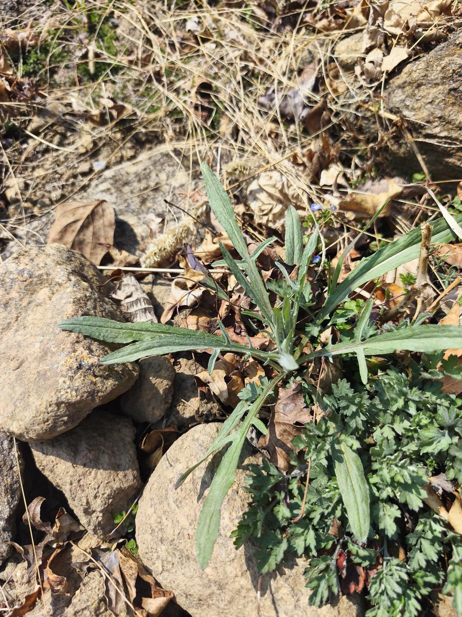 한국 남부지방 봄 야생화: 작년에 심은 씨앗에서 싹을 틔운 수레국화 (Cornflower sprouting from last year's seeds)