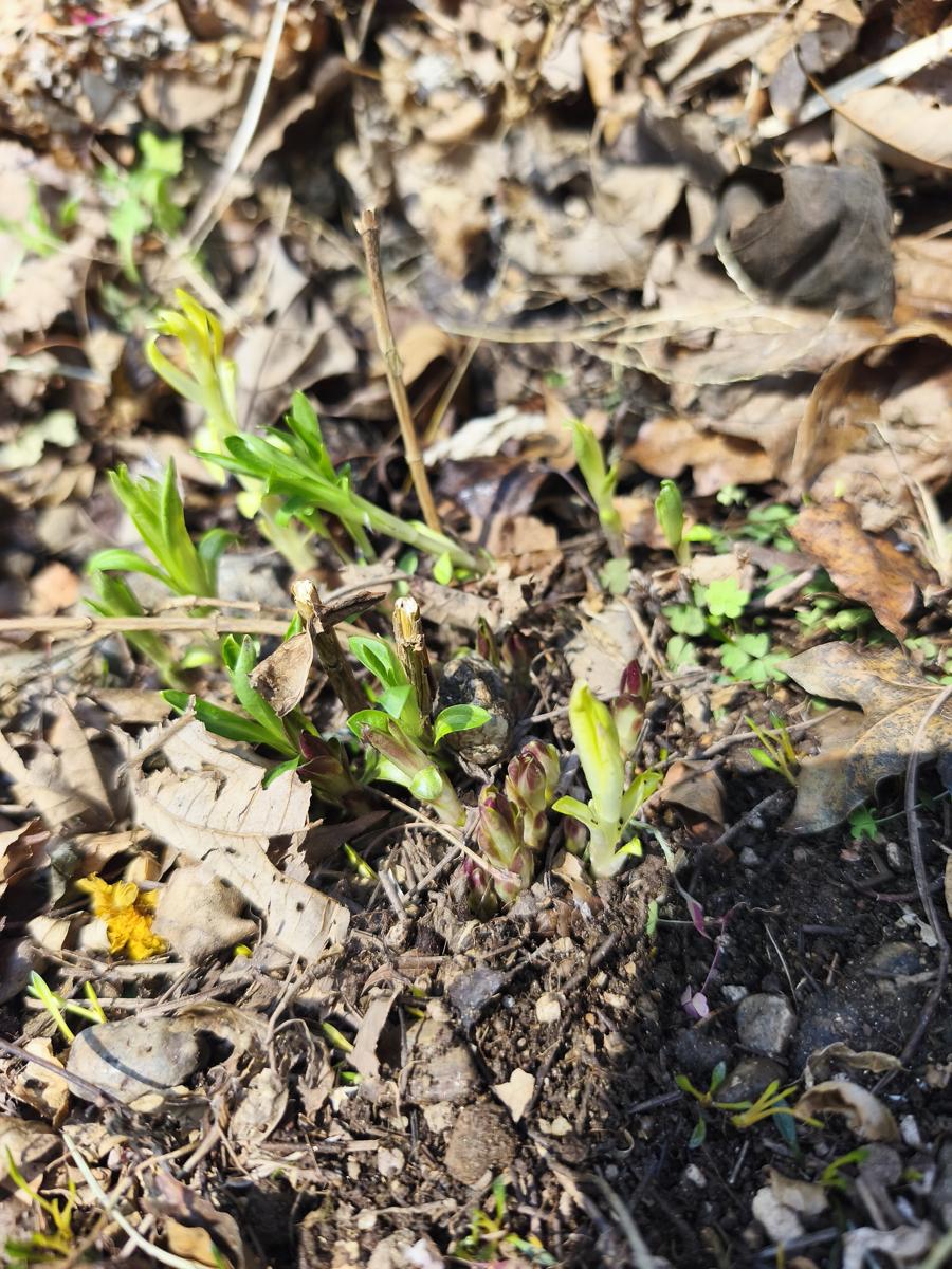 한국 남부지방 봄 야생화: 근심을 잊게 해준다는 의미를 가진 노란 원추리 새싹 (Daylily sprouts, known to help forget worries)