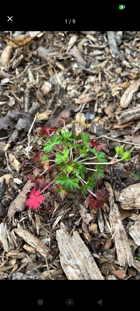 한국 남부지방 봄 야생화: 작고 귀여운 잎을 가진 미국쥐손이 (Carolina crane's-bill with cute little leaves)