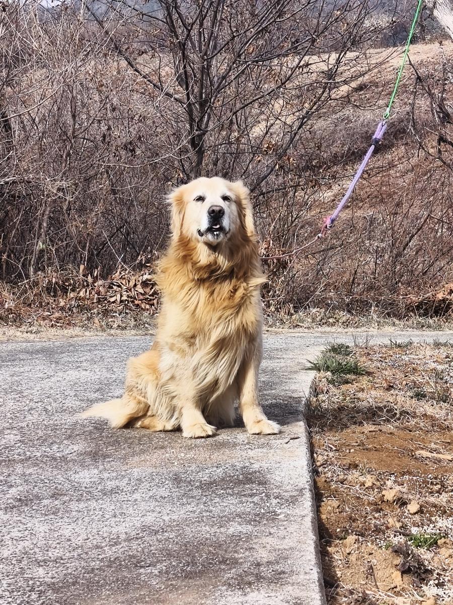 옥곡 국사봉랜드 산책 그리고 간식리뷰: 늠름하고 잘생긴 골든리트리버 볼트 (Our handsome Golden Retriever, Bolt)