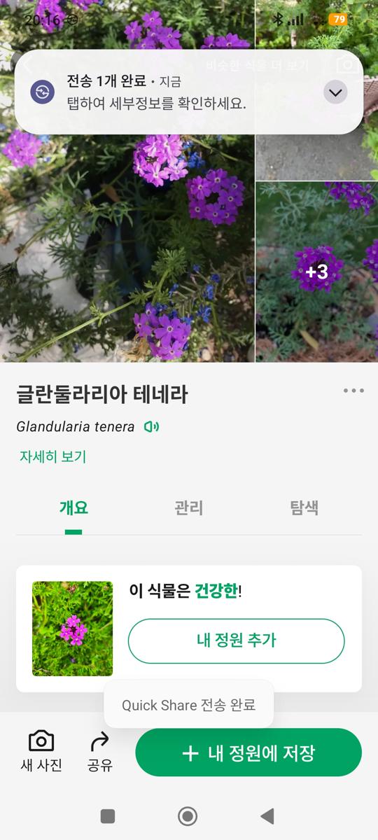 모스버베나: Picture This 앱으로 확인한 학명 글란둘라리아 테네라 (Glandularia tenera identified by app)