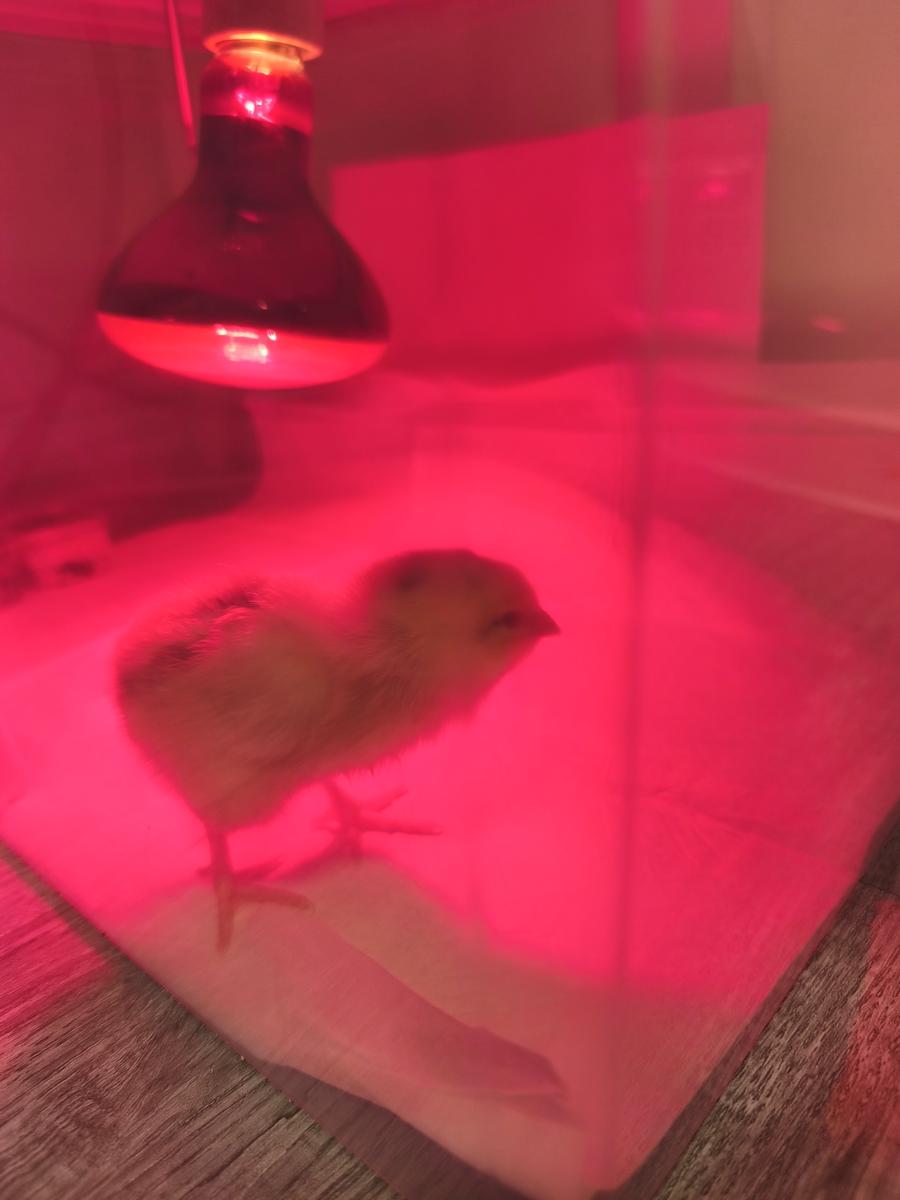 병아리 부화기 육추기 만들기: 따뜻한 스티로폼 육추기 안, 배변 패드 위에서 휴식 중인 삐삐 (Ppi-ppi resting on a pee pad inside the warm styrofoam brooder)