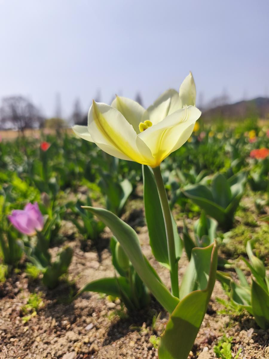 순천만국가정원 봄꽃 현장 사진 12