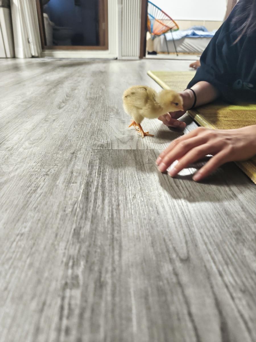 병아리 부화기 육추기 만들기: 태어나서 처음 본 가족을 엄마처럼 졸졸 따라다니는 귀여운 삐삐 (Cute Ppi-ppi following its new family around like a mother)