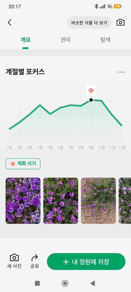 모스버베나: 모스버베나의 4월~10월 개화 시기 그래프 (Moss Verbena blooming period chart)
