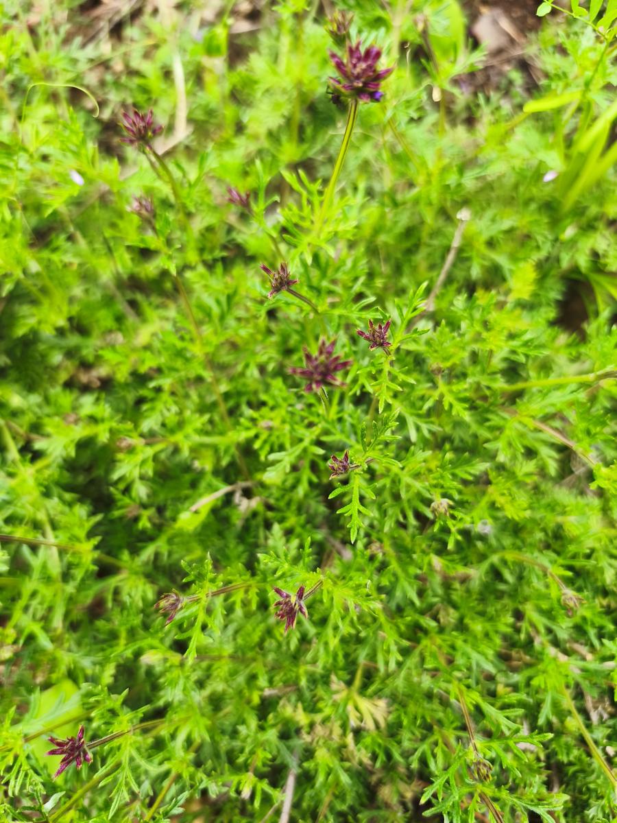 모스버베나: 꽃망울이 터지기 직전의 생생한 모습 (Moss Verbena buds ready to bloom)