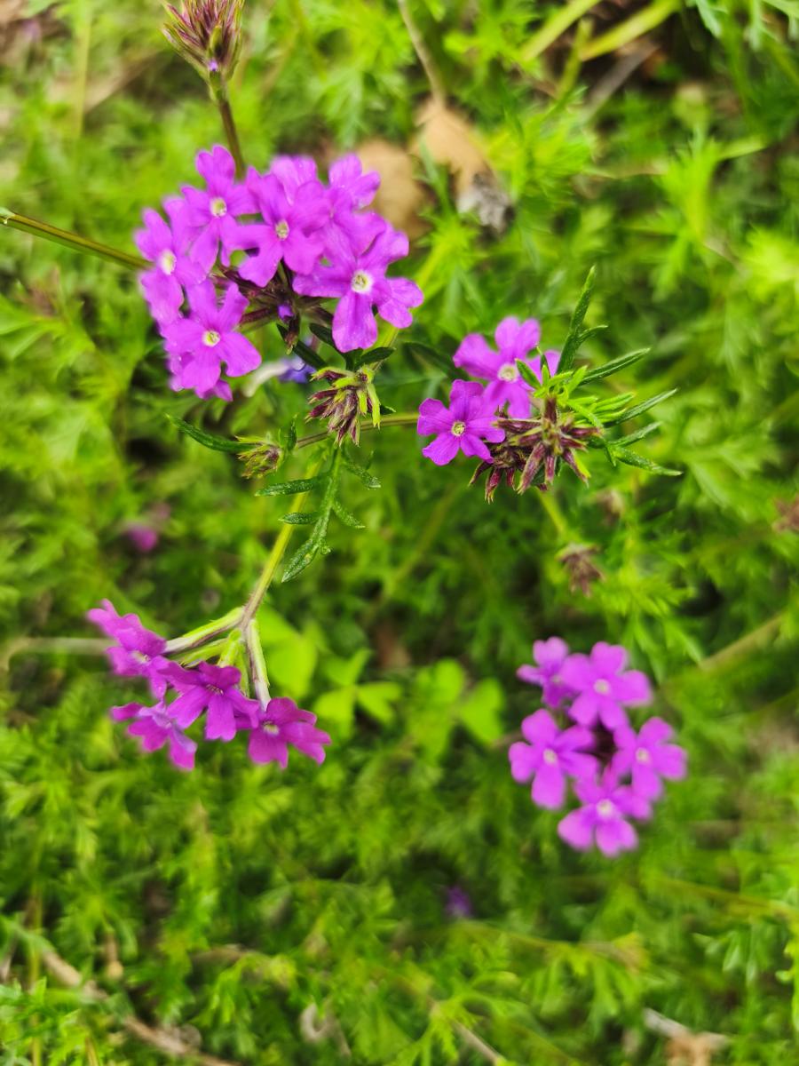 모스버베나: 마당에 만개하기 시작한 모스버베나 풍경 (Blooming Moss Verbena in the yard)