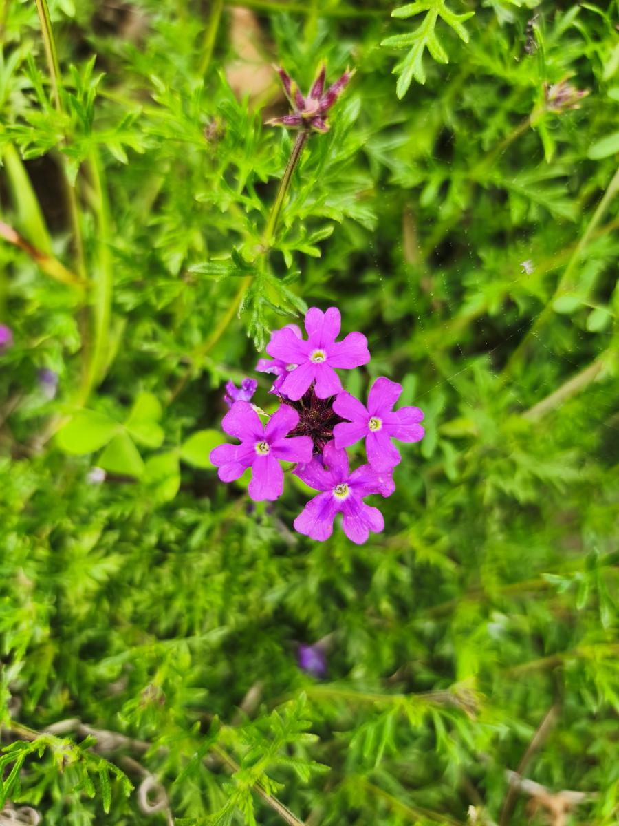 모스버베나: 꽃잎의 질감이 느껴지는 근접 촬영 사진 (Close-up of Moss Verbena flowers)