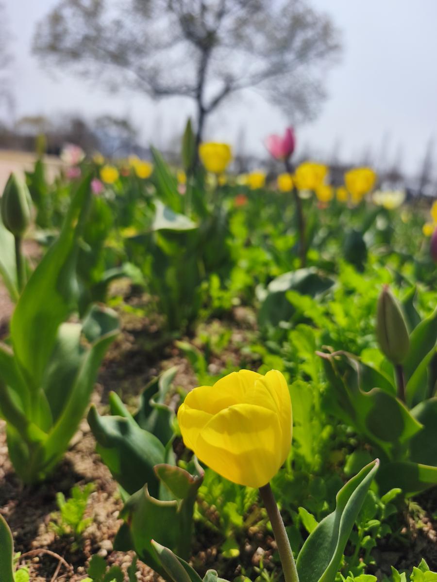 순천만국가정원 봄꽃 현장 사진 6
