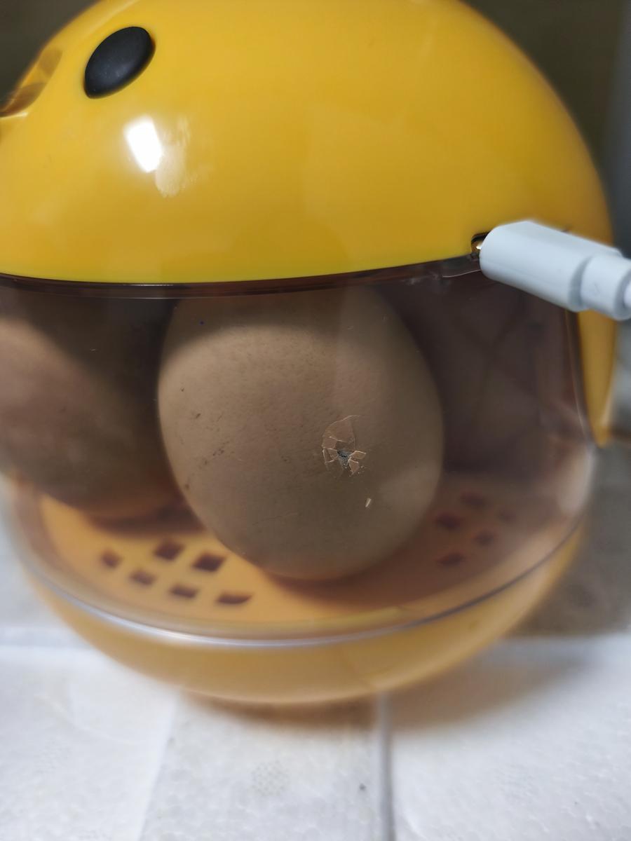 병아리 부화기 육추기 만들기: 21일 차, 껍질을 스스로 깨고 나오는 신비로운 파각 순간 (The mystical moment of pipping through the shell on the 21st day)