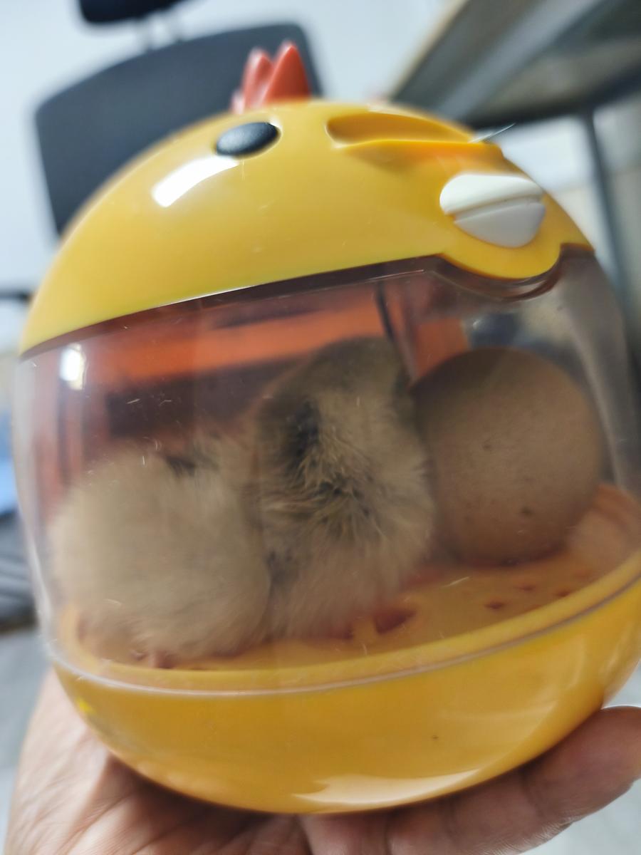 병아리 부화기 육추기 만들기: 무사히 태어나 뽀송하게 털이 마른 병아리 '삐삐'의 앙증맞은 뒷모습 (Cute back view of safely hatched and fluffy chick 'Ppi-ppi')