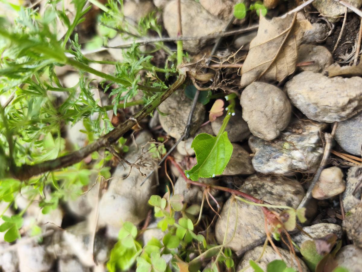 모스버베나: 줄기 마디에서 스스로 뿌리를 내리는 번식의 현장 (Roots growing from stem nodes)