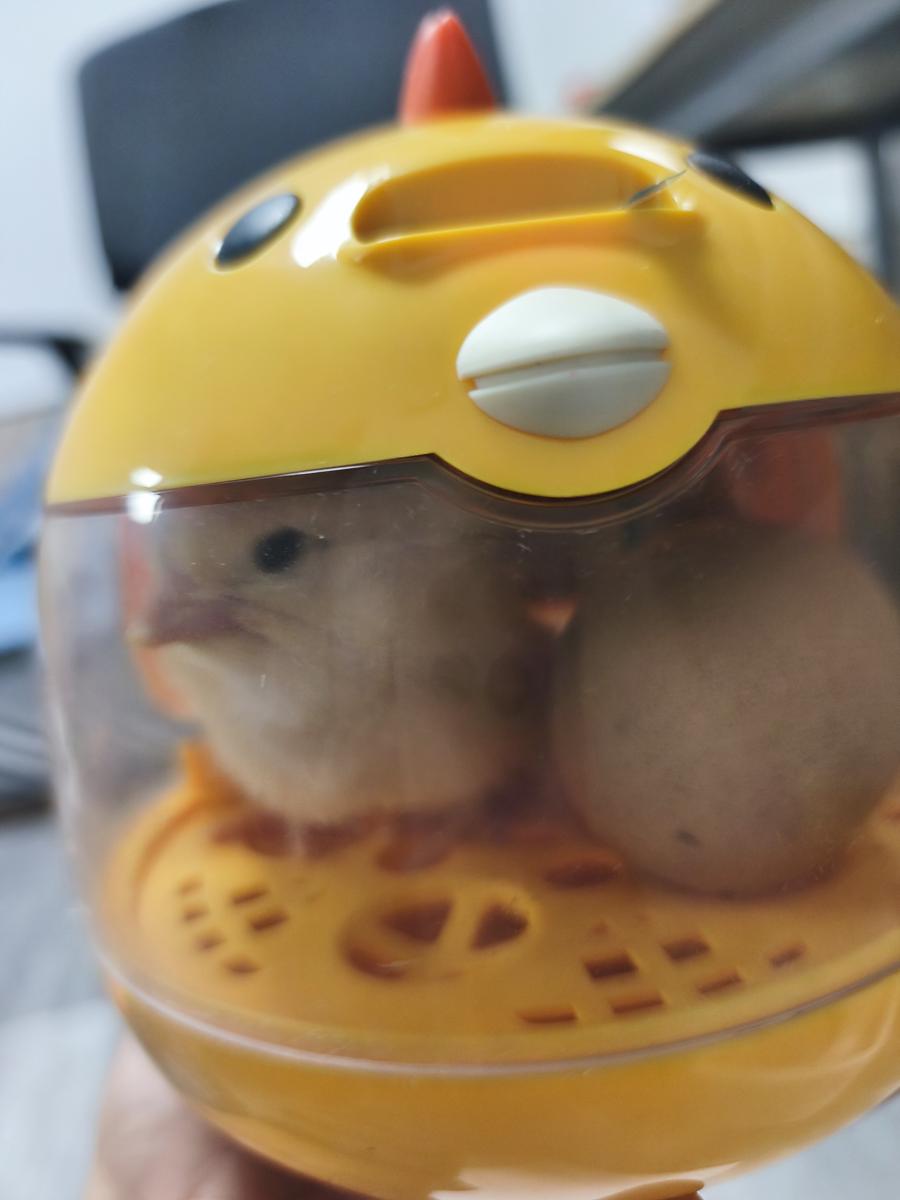 병아리 부화기 육추기 만들기: 새벽 1시경 파각을 마치고 건강하게 태어난 삐삐의 앞모습 (Healthy front view of Ppi-ppi, born around 1 AM after pipping)